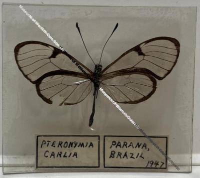 Pteronymia Carlia Butterfly
