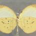 Terias albula sinoe "Ghost Yellow" Butterfly
