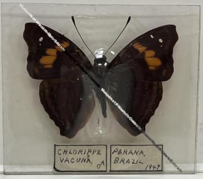 Chlorippe vacuna "Agathina Emperor" Butterfly