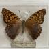 Asterocampa clyton "Tawny Emperor" Butterfly