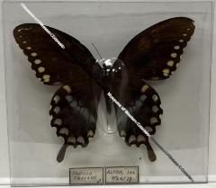 Papilio troilus "Spicebush Swallowtail" Butterfly