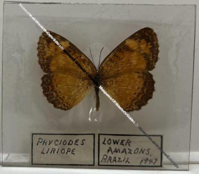 Phyciodes liriope "Black-Bordered Tegosa" Butterfly