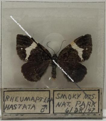 Rheumaptera hastata "Argent and Sable" Moth