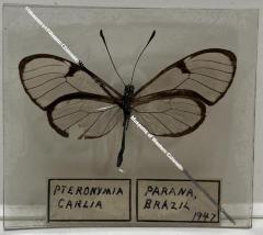 Pteronymia Carlia Butterfly