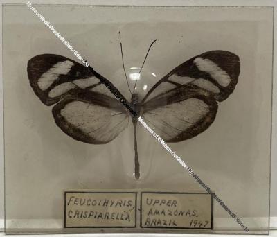 Feucothyris Crispiarella Butterfly