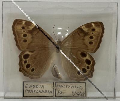 Enodia portlandia "Southern Pearly Eye" Butterfly