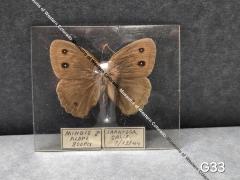 Minois Alope Boopis (Butterfly)