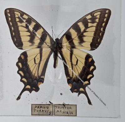 Papilio Turnus Butterfly - Will Minor Butterfly Collection