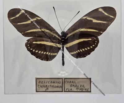 Heliconius Charithonia Butterfly - Will Minor Butterfly Collection
