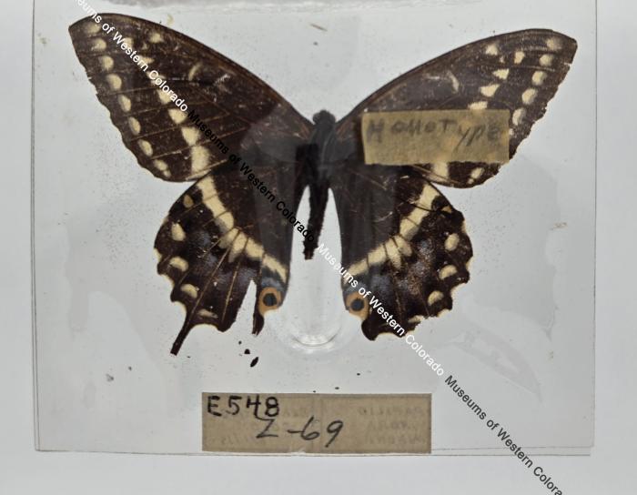 Papilio Indra Minori Butterfly