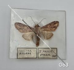 Pauluma Ruinna Butterfly