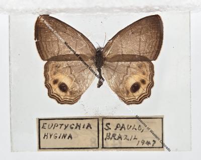 Euptychia Hygina Butterfly