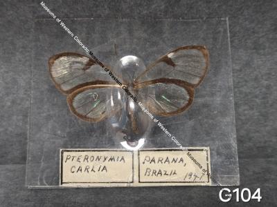 Ptermonymia Carlia Butterfly
