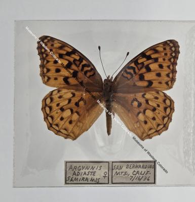 Argynnis Adiaste Semiramis Butterfly - Will Minor Butterfly Collection
