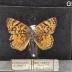 Euptoieta Claudia Butterfly