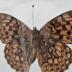 Argynnis Hydaspe Butterfly - Will Minor Butterfly Collection