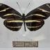 Heliconius Charithonius Butterfly - Will Minor Butterfly Collection