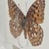 Semiramis Fritillary (Butterfly) - Will Minor Collection