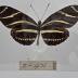 Heliconius Charithonius Butterfly - Will Minor Butterfly Collection