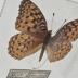 Semiramis Fritillary (Butterfly) - Will Minor Collection