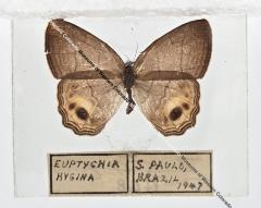 Euptychia Hygina Butterfly