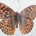 Argynnis Hydaspe Butterfly - Will Minor Butterfly Collection