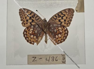 Argynnis Coronis Butterfly - Will Minor Butterfly Collection