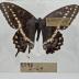 Papilio Indra Minori Butterfly
