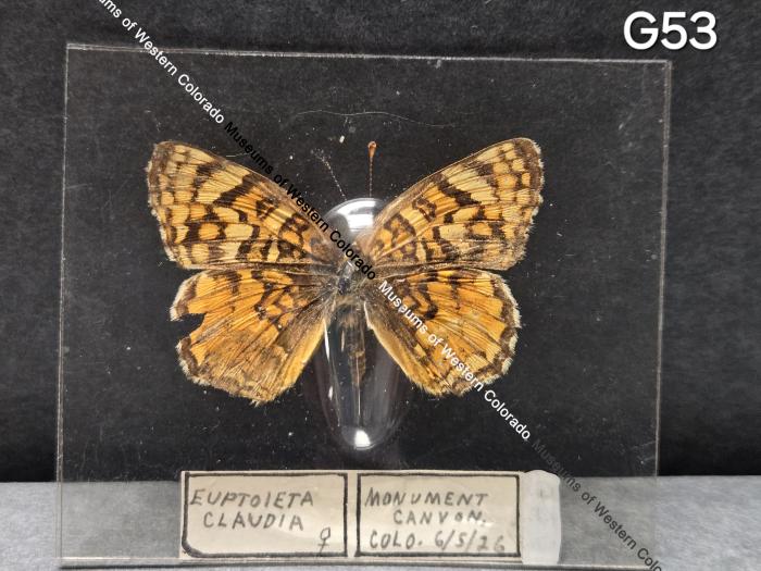 Euptoieta Claudia Butterfly