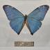Morpho Aega Butterfly - Will Minor Butterfly Collection