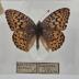 Argynnis Coronis Butterfly - Will Minor Butterfly Collection