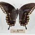 Papilio Troilus Butterfly - Will Minor Butterfly Collection