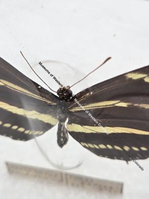 Heliconius Charithonia Butterfly - Will Minor Butterfly Collection