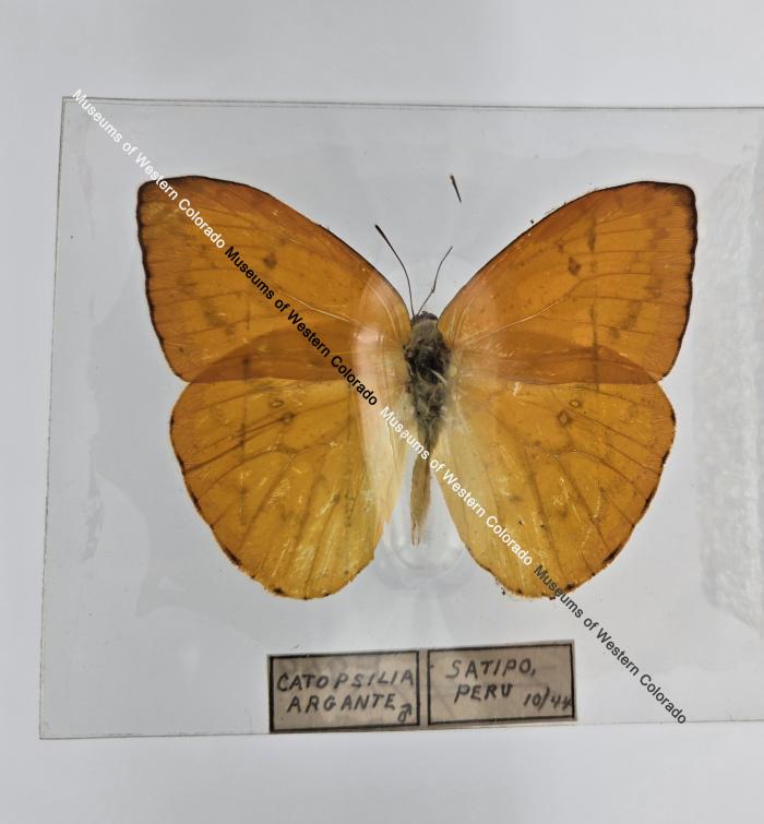 Apricot Sulphur (Butterfly) - Will Minor Collection