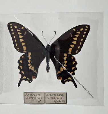 Papilio Asteria Butterfly - Will Minor Butterfly Collection