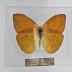 Apricot Sulphur (Butterfly) - Will Minor Collection