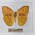 Apricot Sulphur (Butterfly) - Will Minor Collection