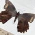 Papilio Polydamus Butterfly - Will Minor Butterfly Collection