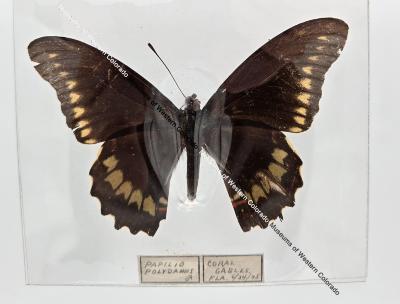 Papilio Polydamus Butterfly - Will Minor Butterfly Collection