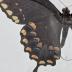 Papilio Troilus Butterfly - Will Minor Butterfly Collection