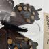 Papilio Philenor Hirsuth Butterfly - Will Minor Butterfly Collection