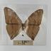 Morpho Aega Butterfly - Will Minor Butterfly Collection