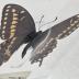 Papilio Asteria Butterfly - Will Minor Butterfly Collection