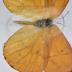 Apricot Sulphur (Butterfly) - Will Minor Collection