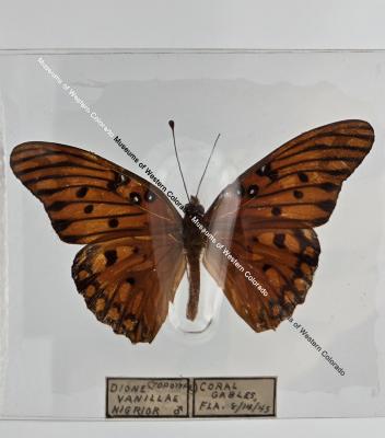 Dione Vanillae Nigrior Butterfly - Will Minor Butterfly Collection