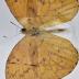 Apricot Sulphur (Butterfly) - Will Minor Collection