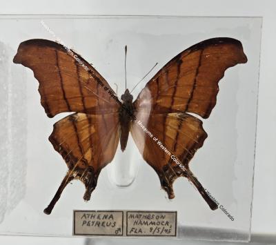 Athena Petreus Butterfly - Will Minor Butterfly Collection