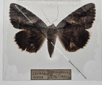 Catocala Vidua - Will Minor Butterfly 