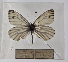 Pieris Napi Venosa - Will Minor Butterfly Collection