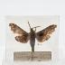 Deidamia Inscriptum Moth - Will Minor Butterfly Collection